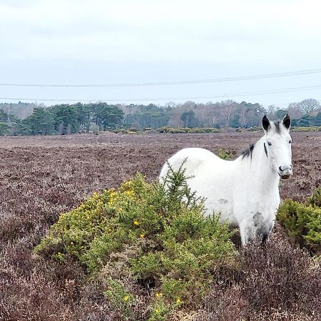 In The Heart Of The New Forest Фордингбридж Экстерьер фото