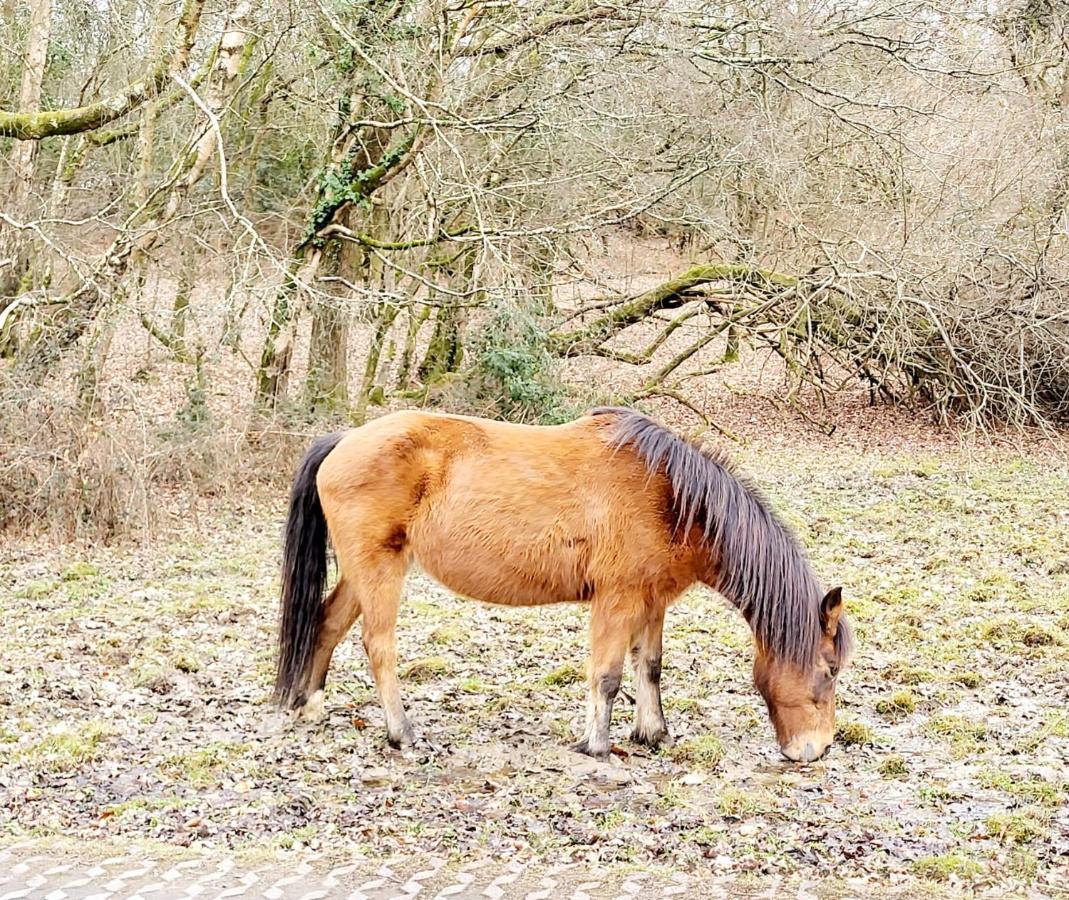 In The Heart Of The New Forest Фордингбридж Экстерьер фото
