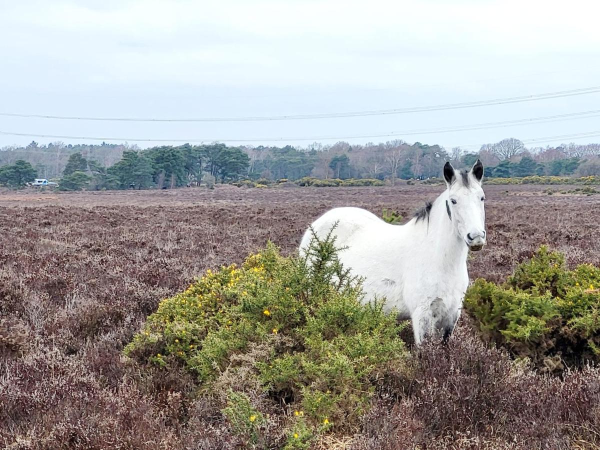 In The Heart Of The New Forest Фордингбридж Экстерьер фото